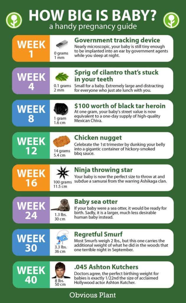 Pregnancy chart of weeks Pregnancy Weight