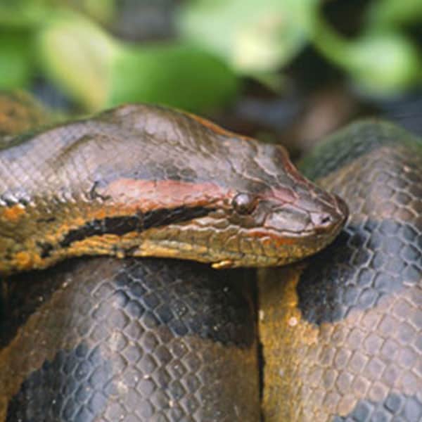 Adopt an Anaconda