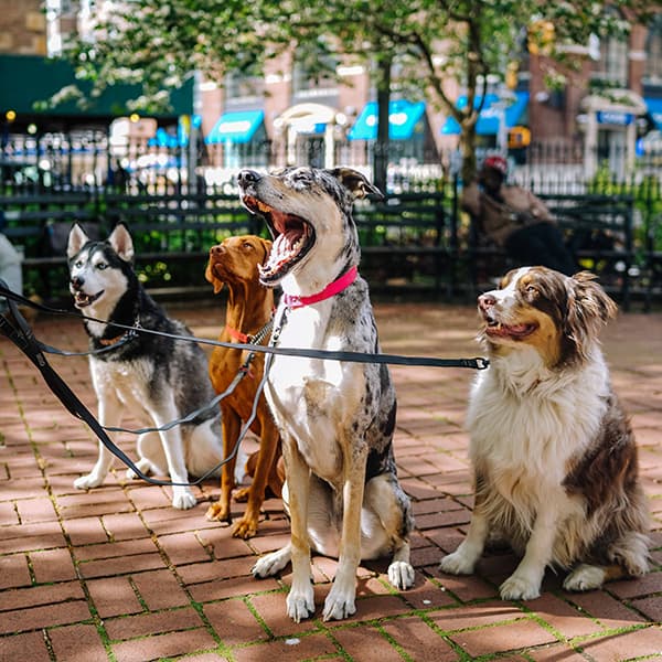 dog walker as a baby gift