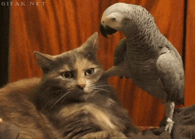 parrot bugging cat