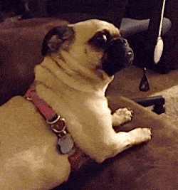 pug rolling over