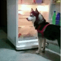 dog crawling into fridge - pregnant in summertime goals