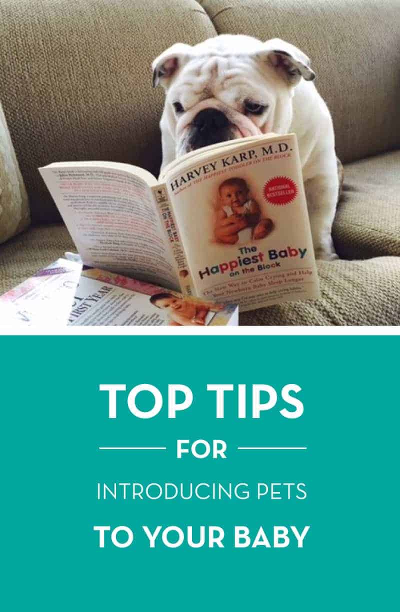 Worried about bringing your new baby home to your dogs or cats? Top tips for introducing pets to your new baby girl or baby boy!