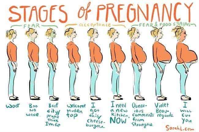 Stages Of Pregnancy 