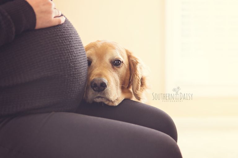 pet dog resting against owner's pregnant bump