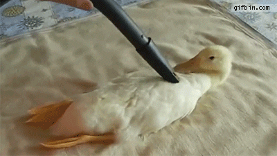 GIF of duck being vacuumed.