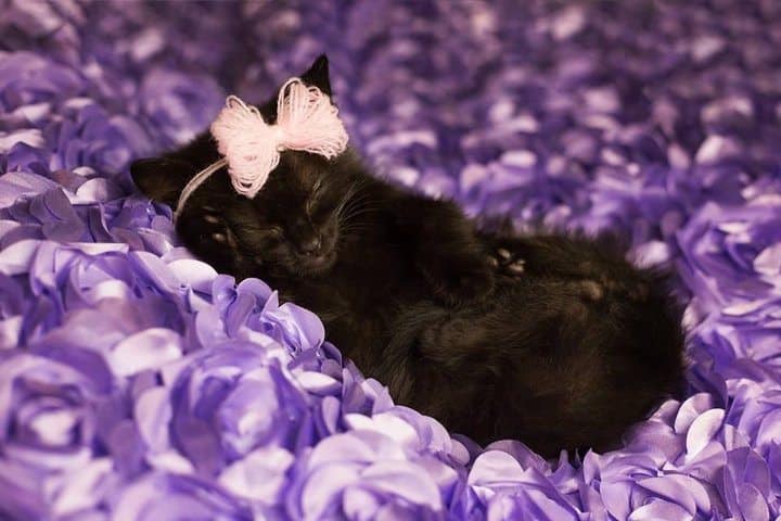 Viral Kitten Photoshoot Gives Babies A Run For Their Money