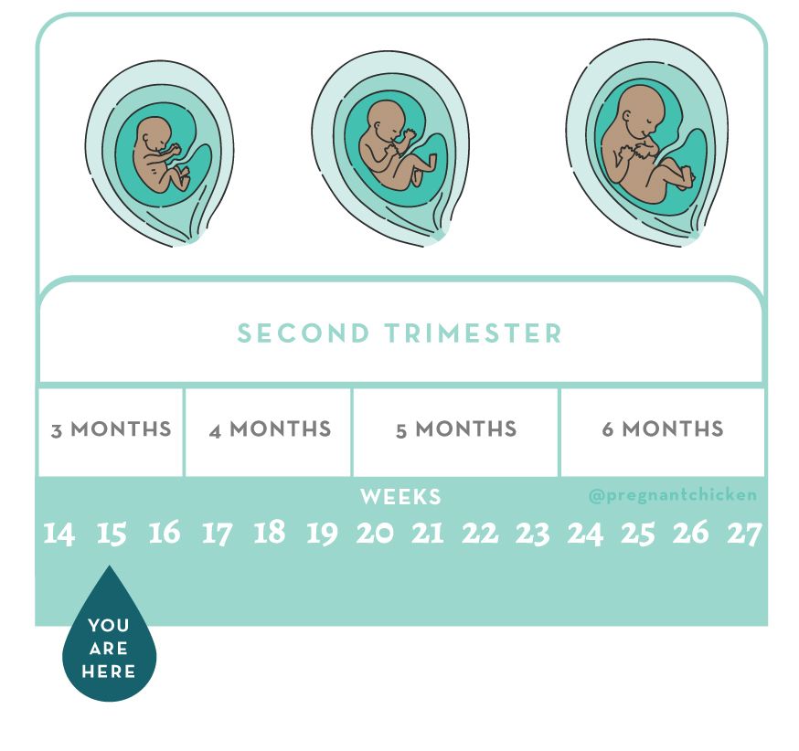 Your Pregnancy: Week 15