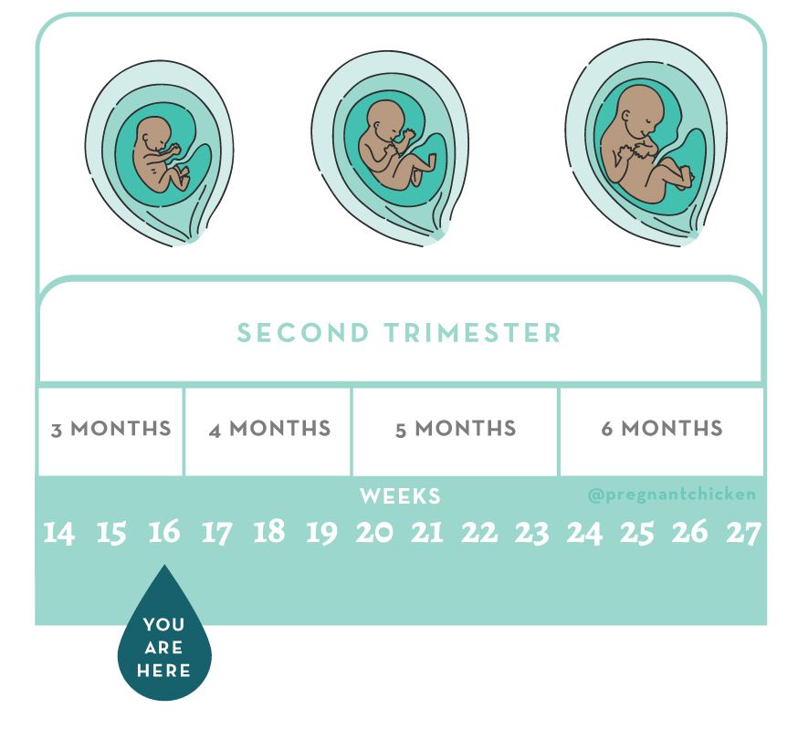 16 Weeks Pregnant