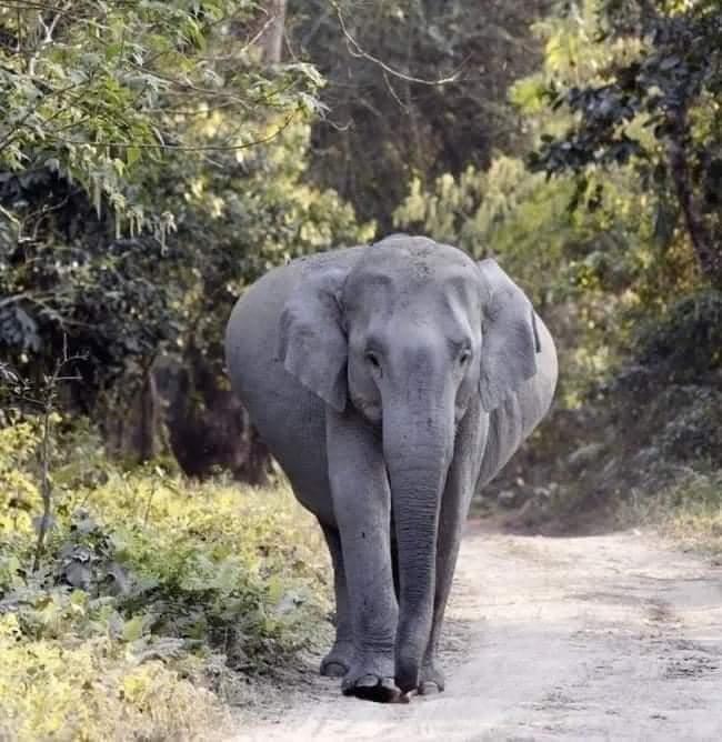 Very pregnant elephant walks down a dirt road while massive belly extends from both sides of her frame.