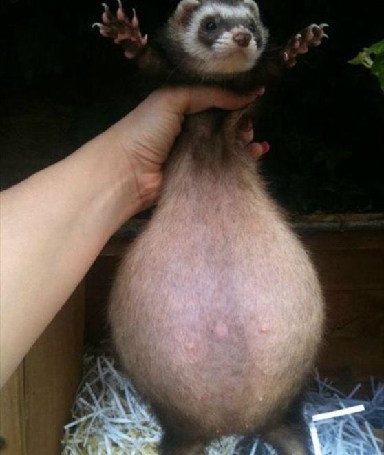 Woman holds ferret so it is standing on it's hind legs, displaying very round belly.