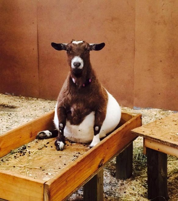 Brown and white goat sits on her bum in a food bin inside a barn.