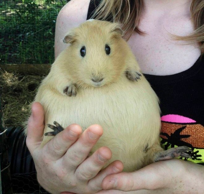 Very pregnant, very round blonde Guinea Pig sits in someone's hands looking forward