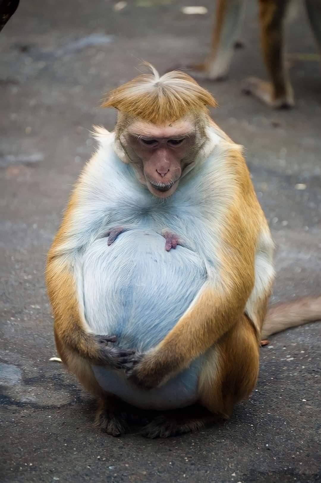 15 Pregnant Animals Who Are Done With This Whole Pregnancy Thing