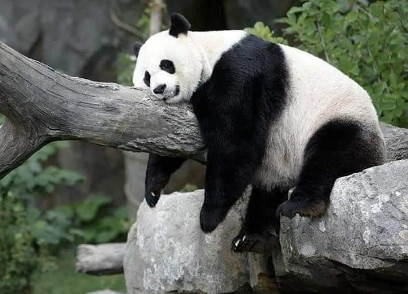 Pregnant panda sleeps while sitting on a rock, and balancing her upper body on a log.