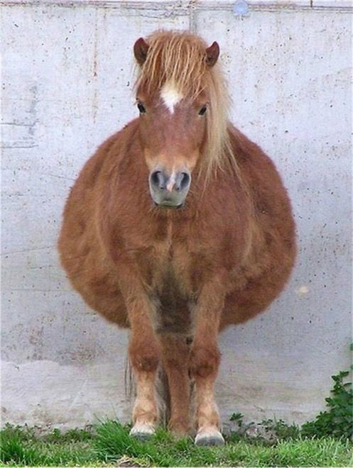 Very pregnant miniature pony stands looking forward in front of a white wall.