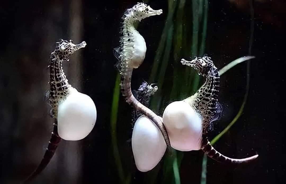 Four seahorses gather round one another, three of which have large white bellies