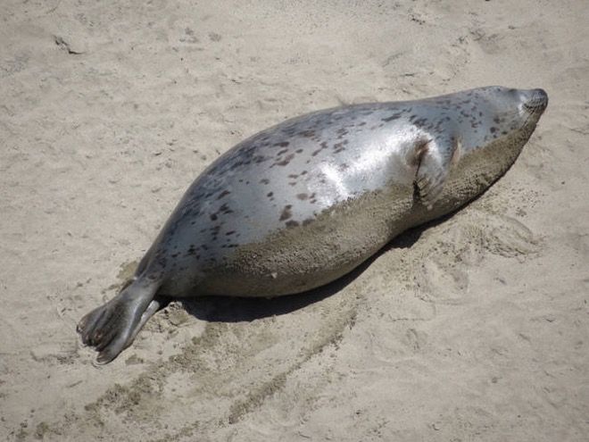 Very pregnant seal sleeps on her side on a beach in the sun