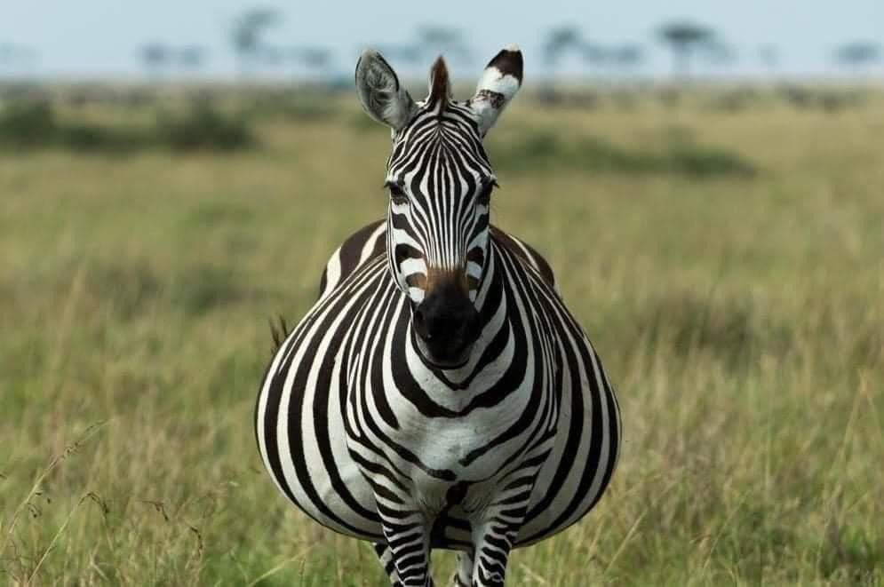 Very pregnant zebra stands in grassy field