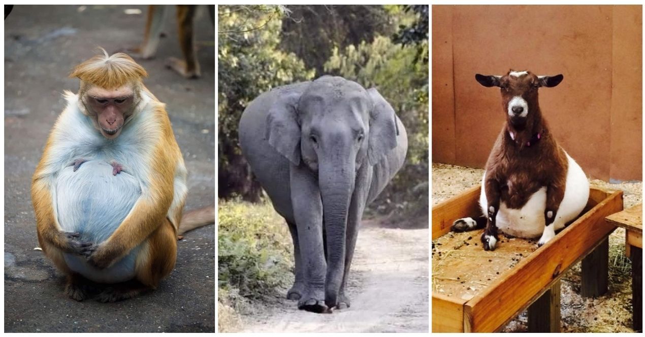15 Pregnant Animals Who Are Done With This Whole Pregnancy Thing