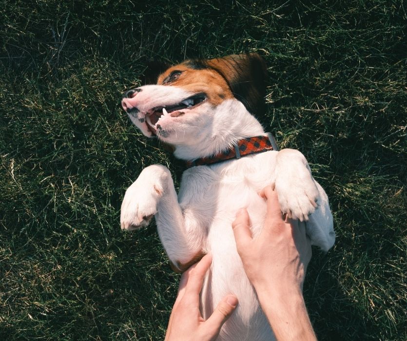 dog getting a belly rub