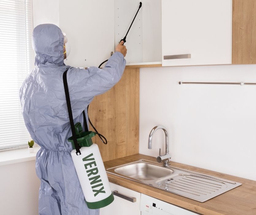 pest control in a kitchen