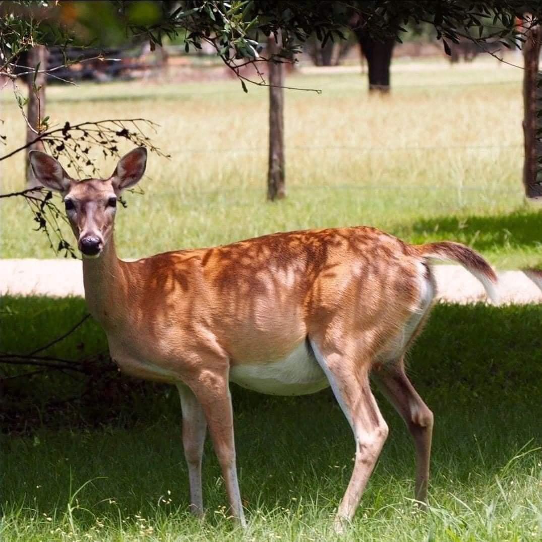 15 Pregnant Animals Who Are Done With This Whole Pregnancy Thing   Pregnant Deer 