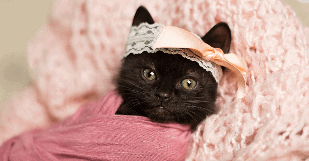 Viral Kitten Photoshoot Gives Babies A Run For Their Money