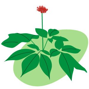 Is ginseng safe during pregnancy?
