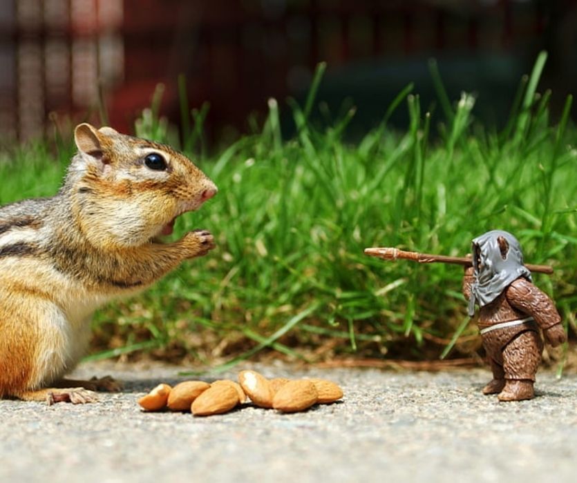 A chipmunk with its mouth open faces an Ewok action figure holding a spear over a pile of almonds outdoors.