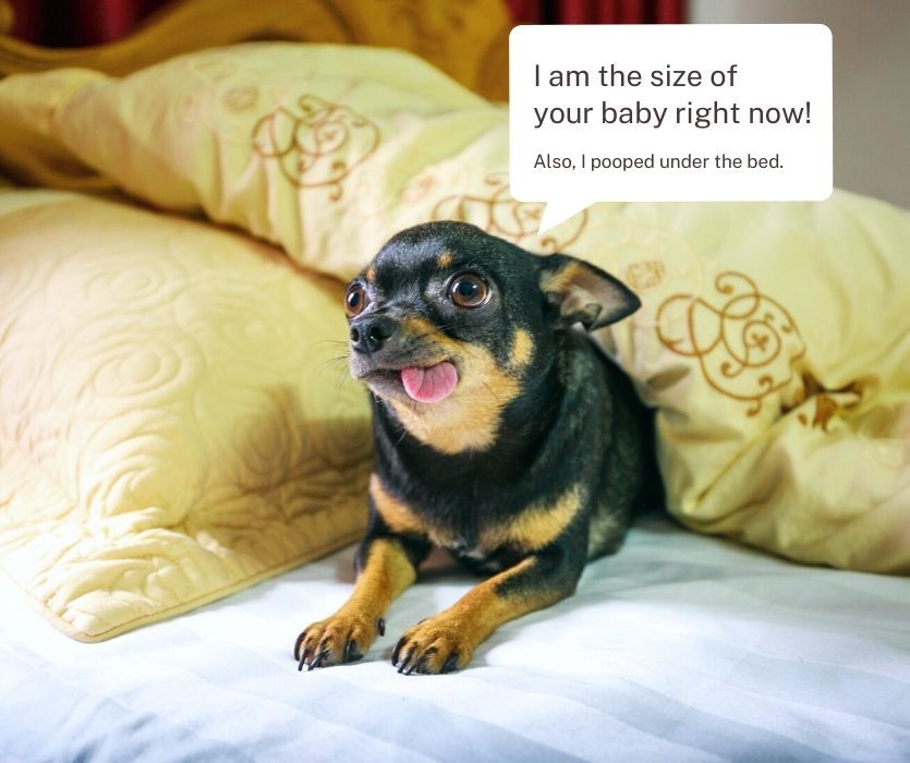 Small dog with tongue out on a bed. Text: I am the size of your 28-week baby right now! Also, I pooped under the bed.