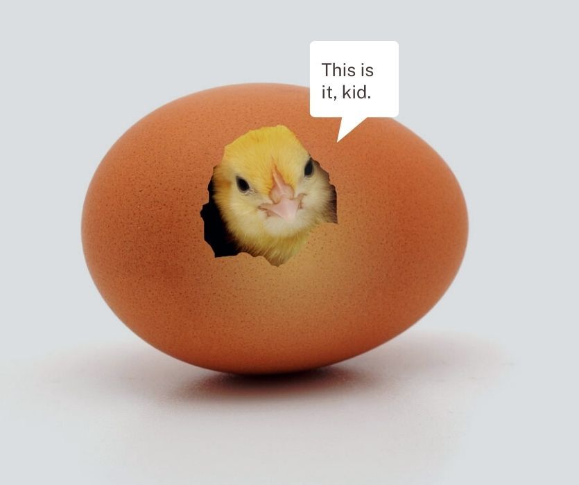Yellow chick peeking through a hole in a brown eggshell with a speech bubble that says, This is it, kid.