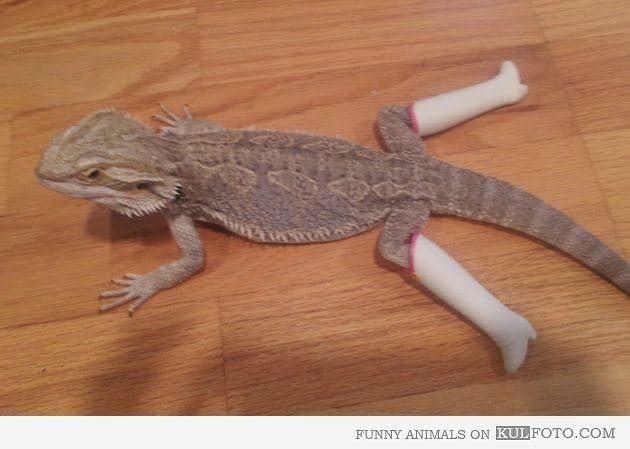 Bearded dragon lizard resting on a wooden floor wearing white doll boots on its back legs.