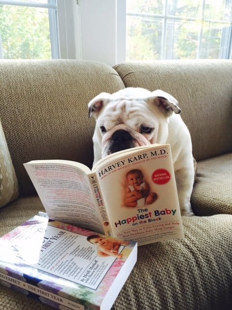 A white bulldog sits on a couch with an open copy of The Happiest Baby on the Block by Harvey Karp, M.D.