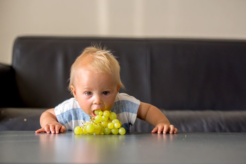 A toddler leaning over a table puts a whole green grape into their mouth from a large bunch.