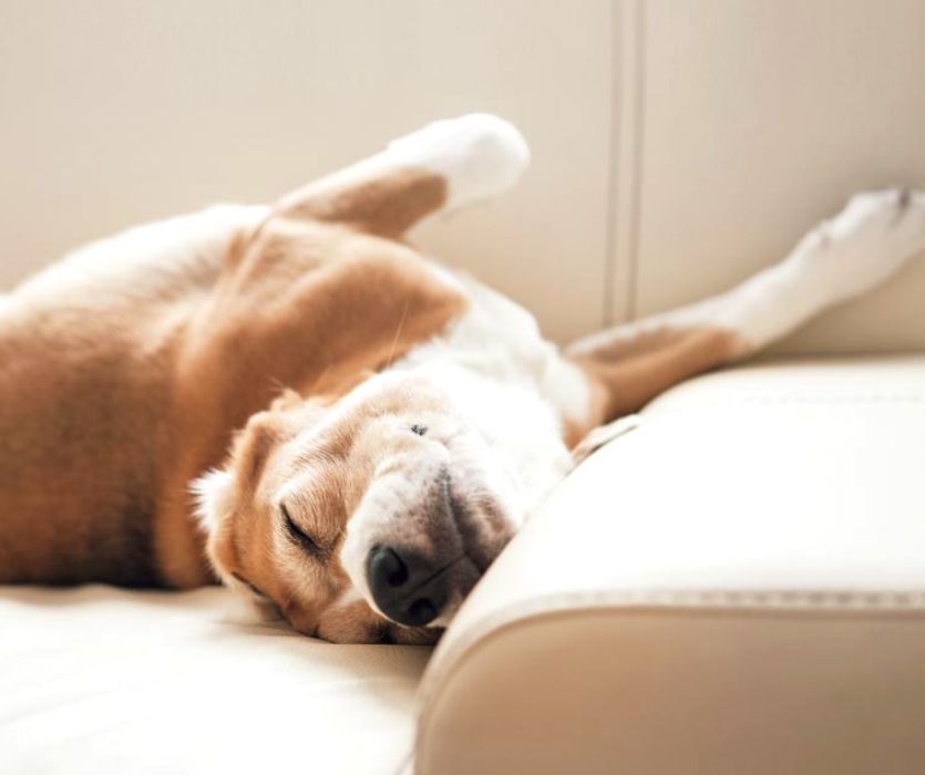 Brown and white dog sleeping upside down on a light-colored couch.