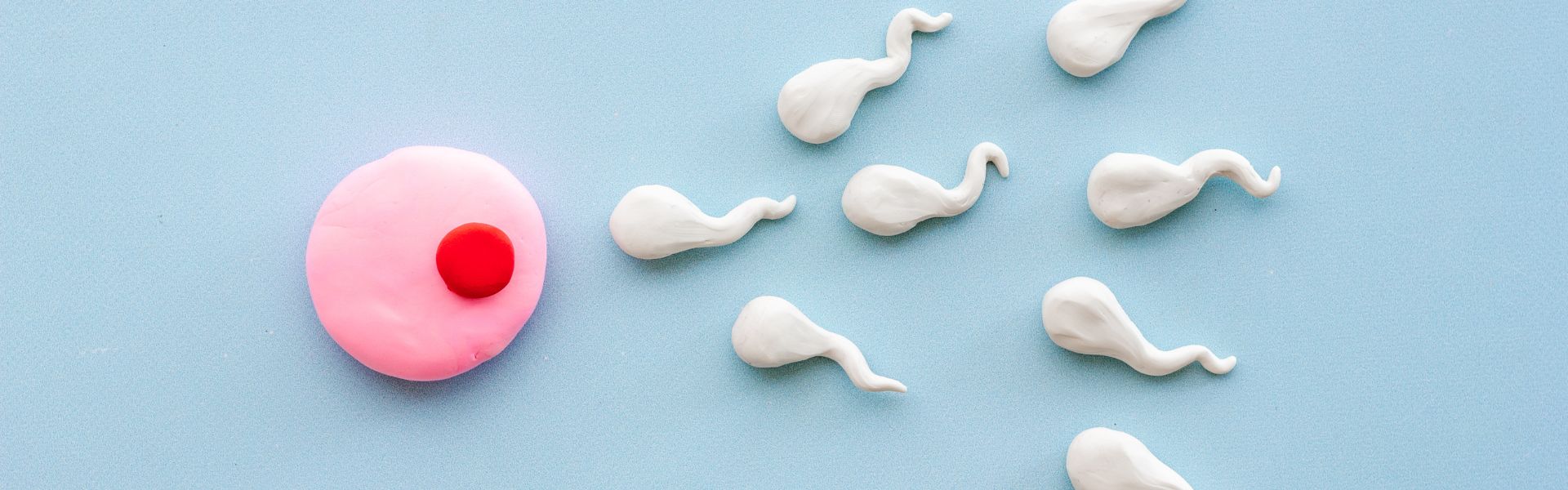 A pink and red clay model of an egg cell next to several white clay sperm models on a blue background.