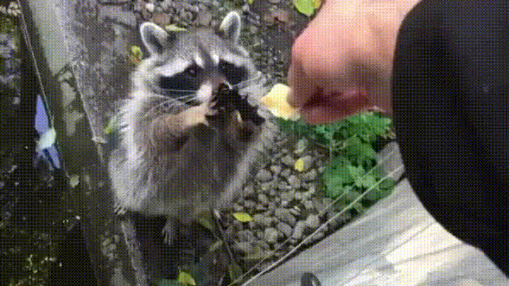 A person's hand reaches out to feed a fluffy raccoon a cracker outside near green plants and gravel.