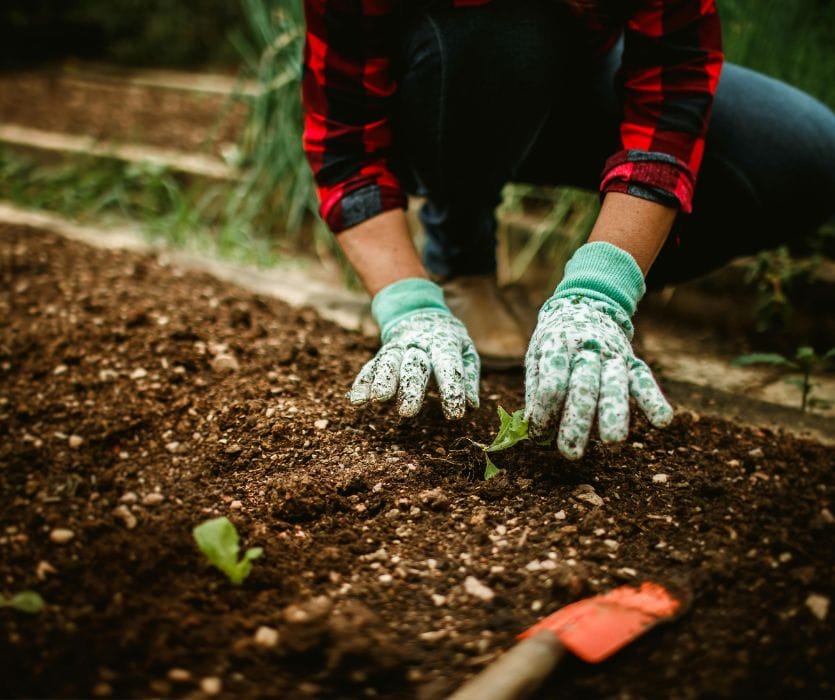 A person in a plaid shirt and gardening gloves plants small seedlings in dark soil.