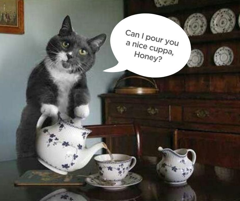 A grey and white cat pours tea from a teapot into a cup. Speech bubble asks: Can I pour you a nice cuppa, Honey?