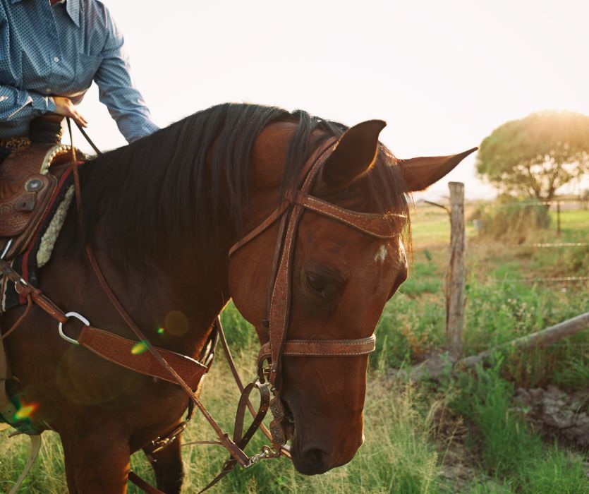 Close-up of a person in a blue shirt riding a brown horse with a western saddle and bridle in a sunny field.