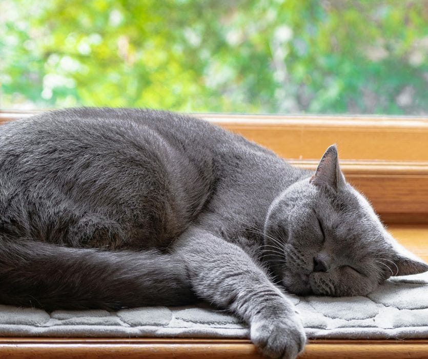 A gray cat sleeps curled on a windowsill, reflecting toxoplasmosis concerns in a post about cleaning cat litter while pregnant and staying cautious.