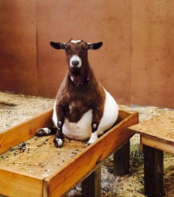 A heavily pregnant brown and white goat sits upright in a wooden feeder trough.