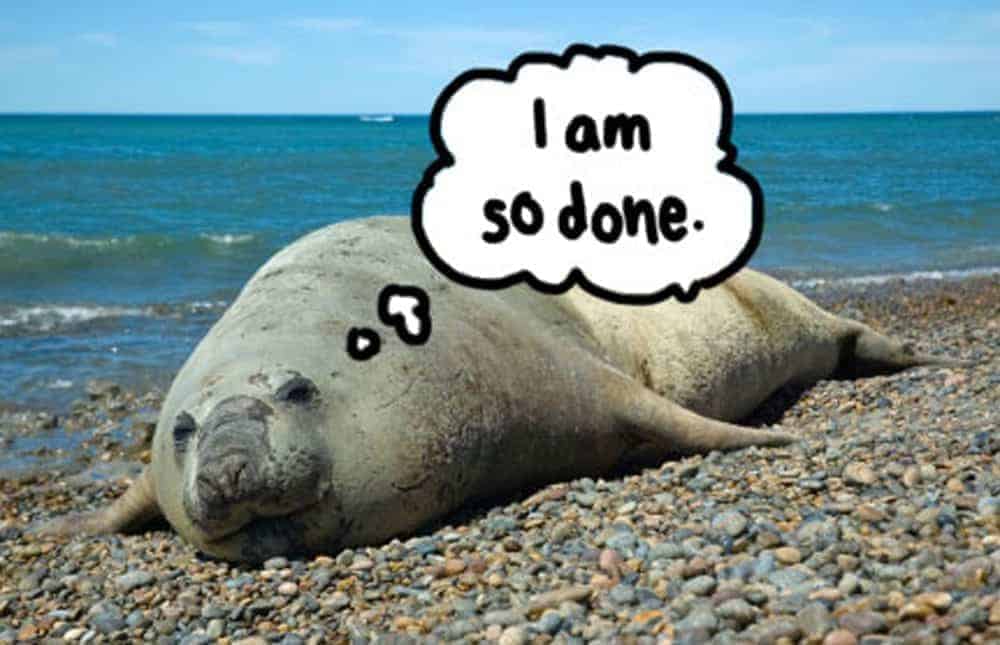 Elephant seal lying on a pebble beach with a thought bubble that reads, I am so done.